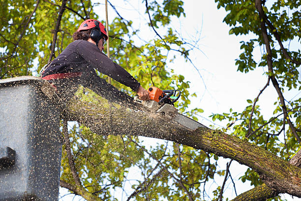 Why Choose Our Tree Removal Services in Summersville, WV?